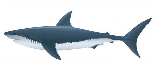 Great White Shark Wall Decal