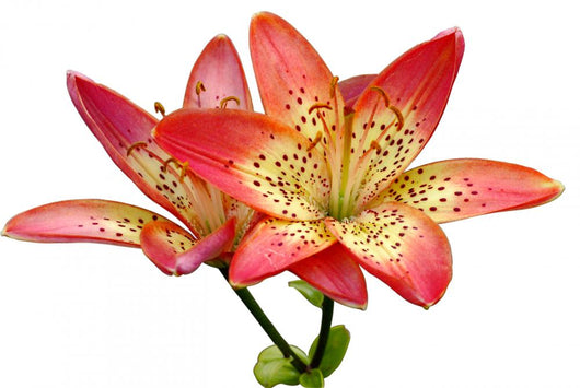 Tiger's Lilly Wall Decal