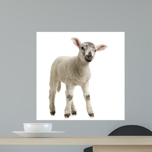 Lamb Wall Decal