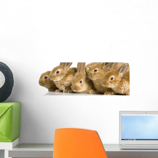 Group of Young Rabbits Wall Mural