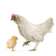 Poule Et Son Poussin Wall Decal