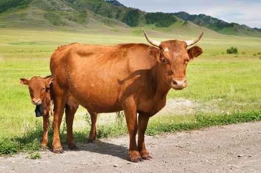 Cow with Calf Wall Decal