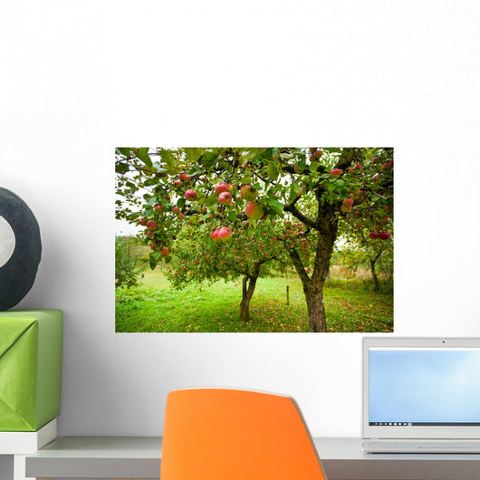 Apple Trees with Red