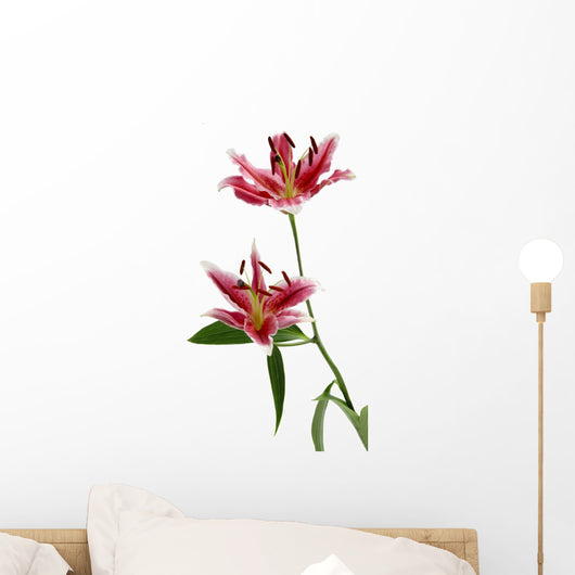 Pink Lily Wall Mural