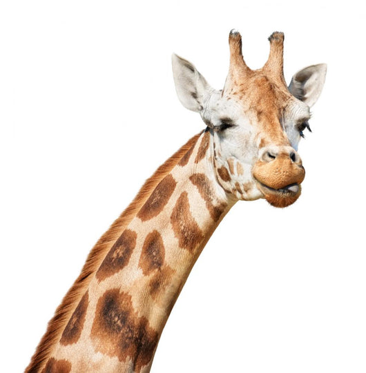 Giraffe Head Sly Winking Wall Decal
