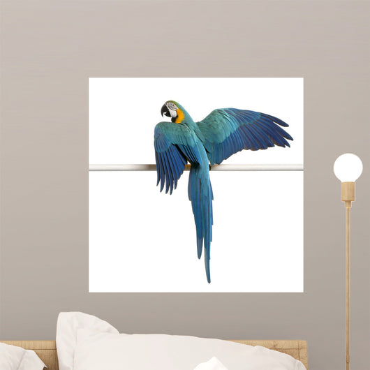 Blue and Yellow Macaw