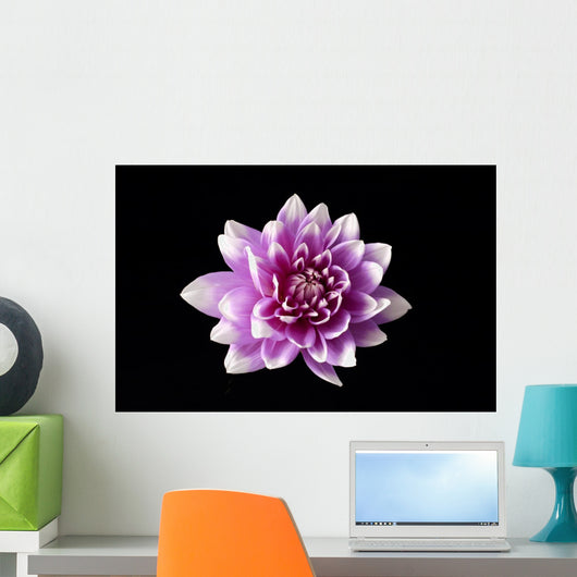 Dahlia Wall Mural