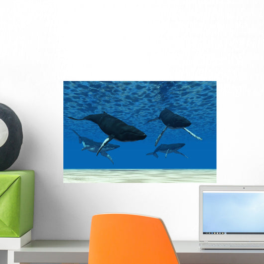 Whale Swim