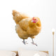 Golden Hen Wall Decal