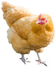 Golden Hen Wall Decal