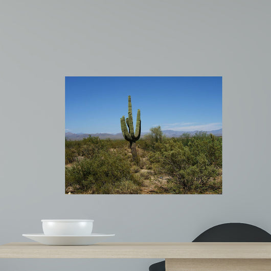 Cactus Arizona Desert