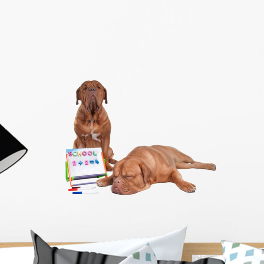 Dog Teaching Math