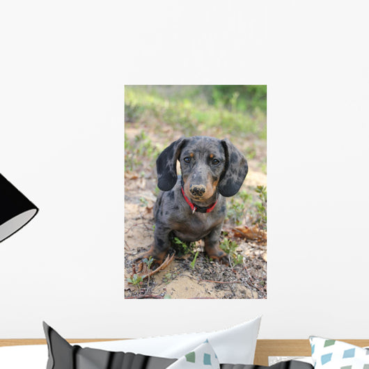 Dapple Daschund Wall Mural