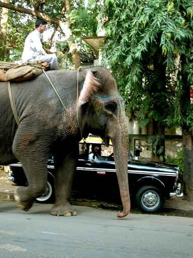 Elephant Sacre Et Taxi Wall Decal
