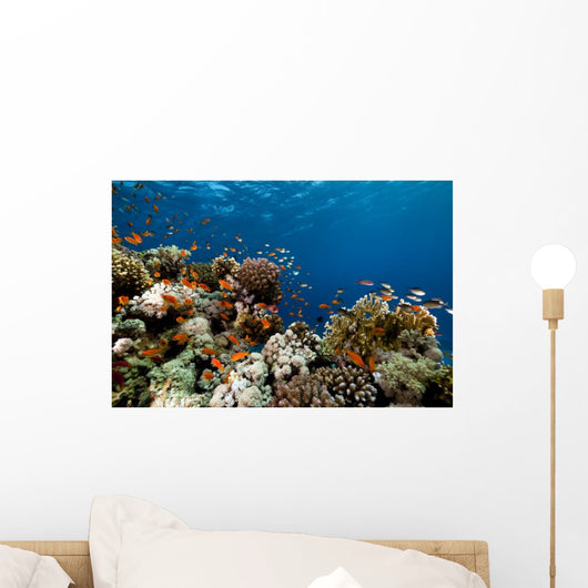 Fish Coral and Ocean Wall Mural