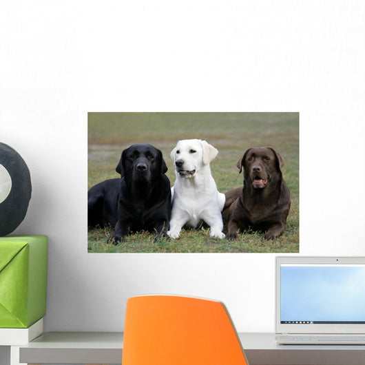 Three Different Labradors Grass