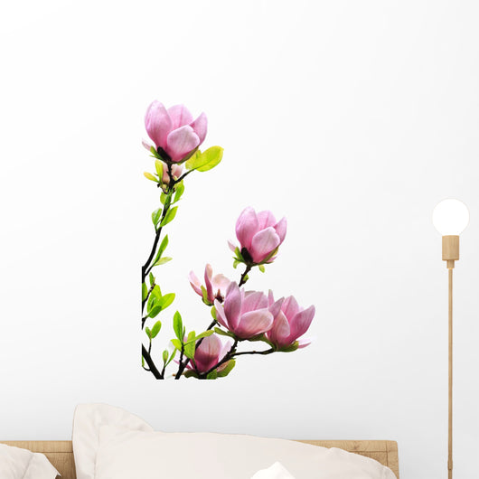 Spring Magnolia Tree Blossoms
