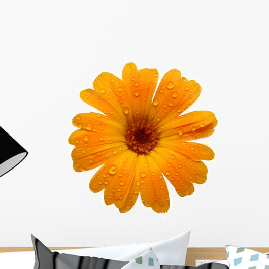 Yellow Wet Gerber Daisy over White Wall Decal