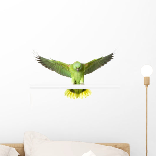 Amazon Yellow Nape - Amazona Auropalliata Wall Decal
