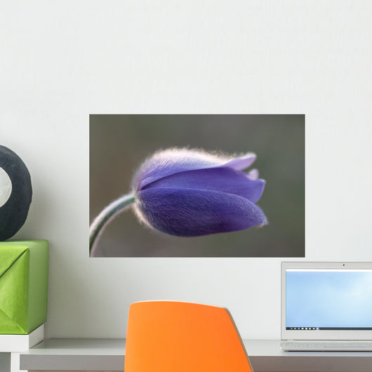 Macro Pasque Flower Wall Mural
