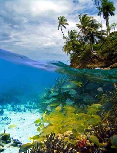 Tropical Diver and Snorkeler Wall Decal