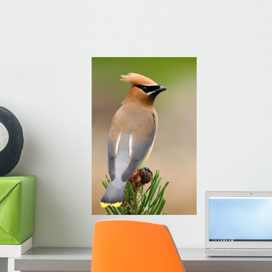 Cedar Waxwing Wall Mural