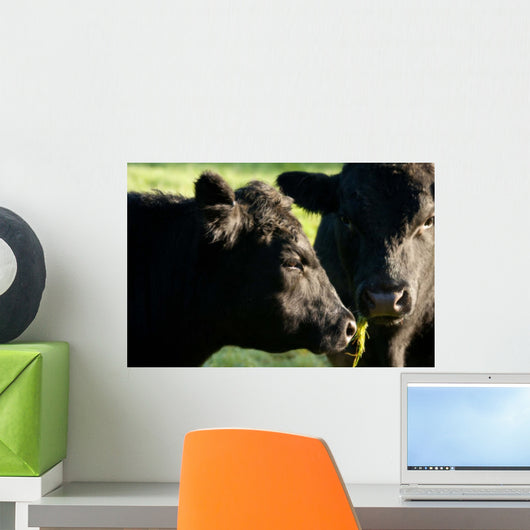 Aberdeen Angus Cows Close up Wall Mural