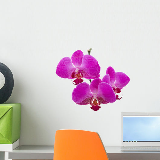 orchids Wall Decal