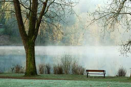 Foggy Deer Lake Wall Decal