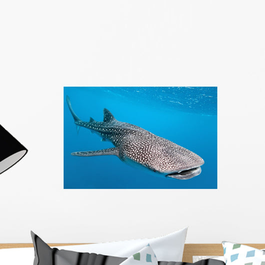 Whale shark Wall Mural
