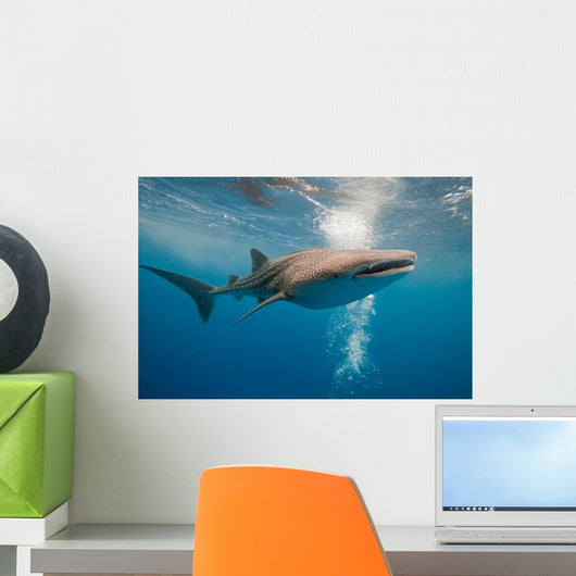 Whale Shark Wall Mural