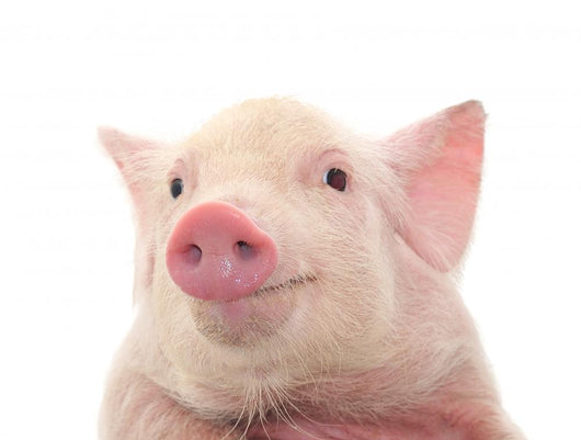 Portrait Pig Wall Decal