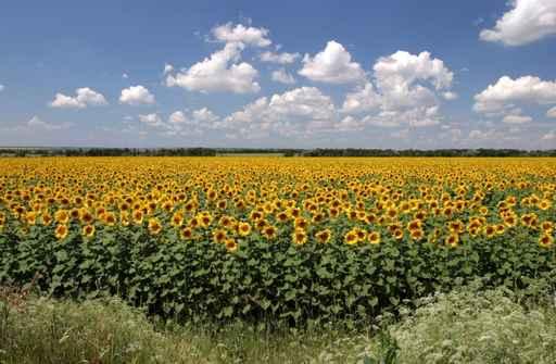 It Is Lot Sunflowers Wall Decal