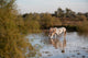 Camargue Horses Ii Wall Mural