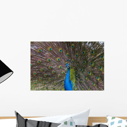 Peacock Wall Mural