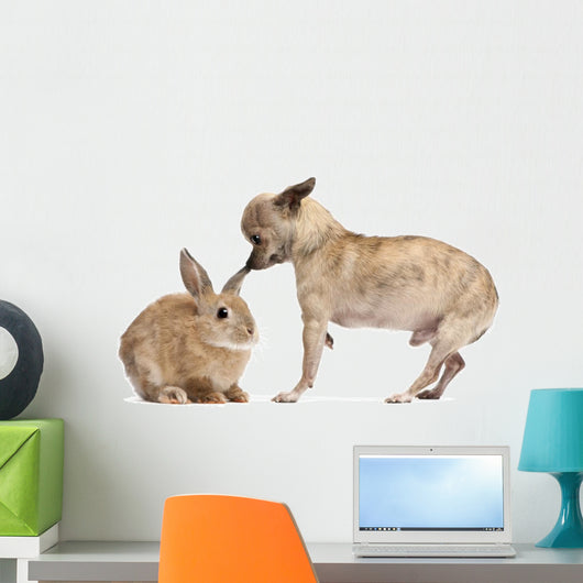 Chihuahua interacting with a rabbit in front of white background Wall Decal