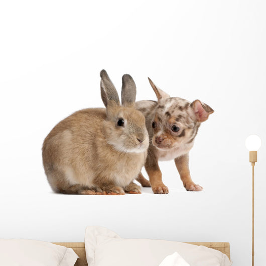 Chihuahua interacting with a rabbit Wall Decal