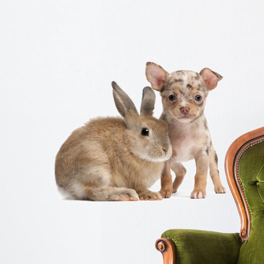 Chihuahua with a rabbit in front of white background Wall Decal