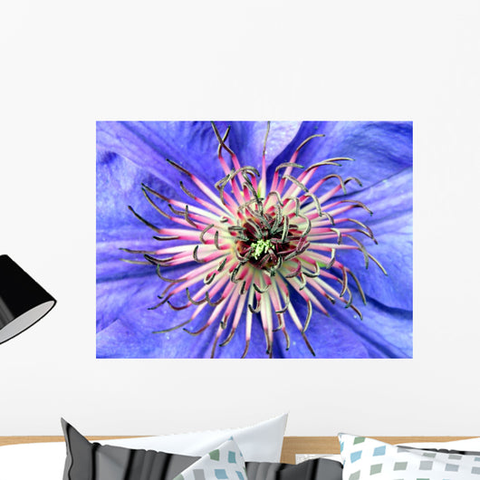 blaue clematis Wall Mural