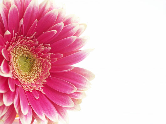 Pink Flower White Wall Decal