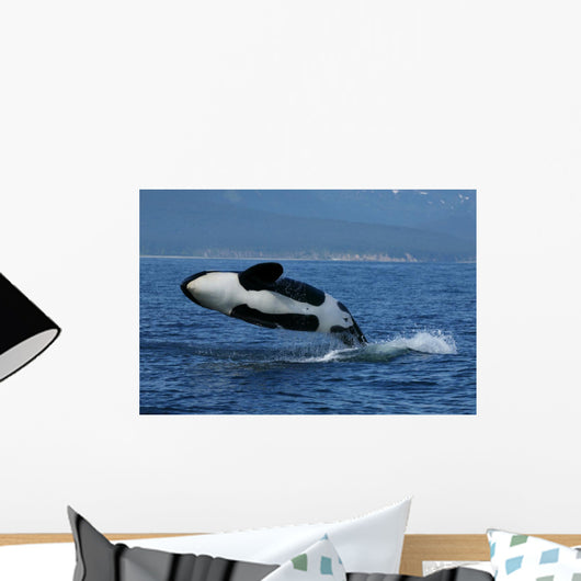 Killer Whale Breaching