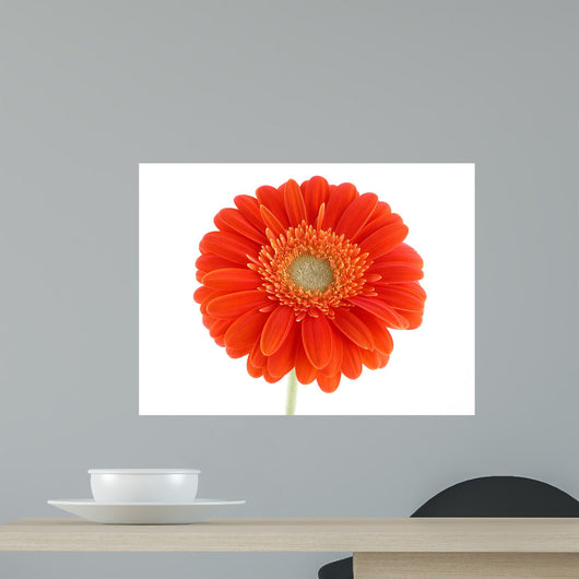 Pretty Orange Wall Decal