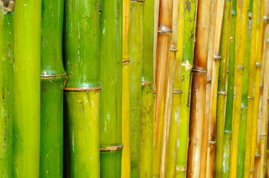 Good Quality Natural Bamboo Wall Decal
