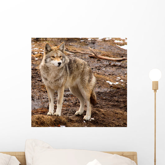 Coyote on a Spring Day Wall Mural