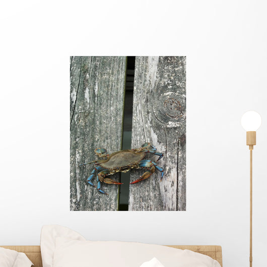 Eastern Us Blue Claw Crab Wall Mural