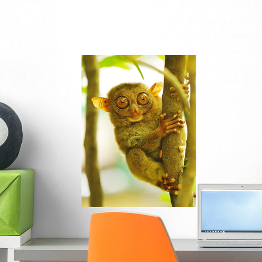 Tarsier
