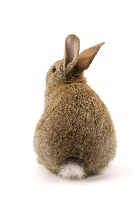 Adorable Rabbit White Wall Decal