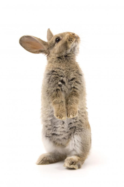 Adorable Rabbit White Wall Decal