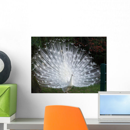Paon Blanc Profil Wall Mural