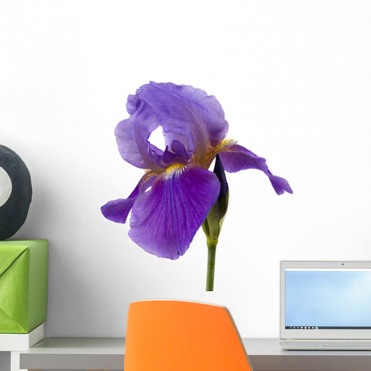 Iris Wall Mural